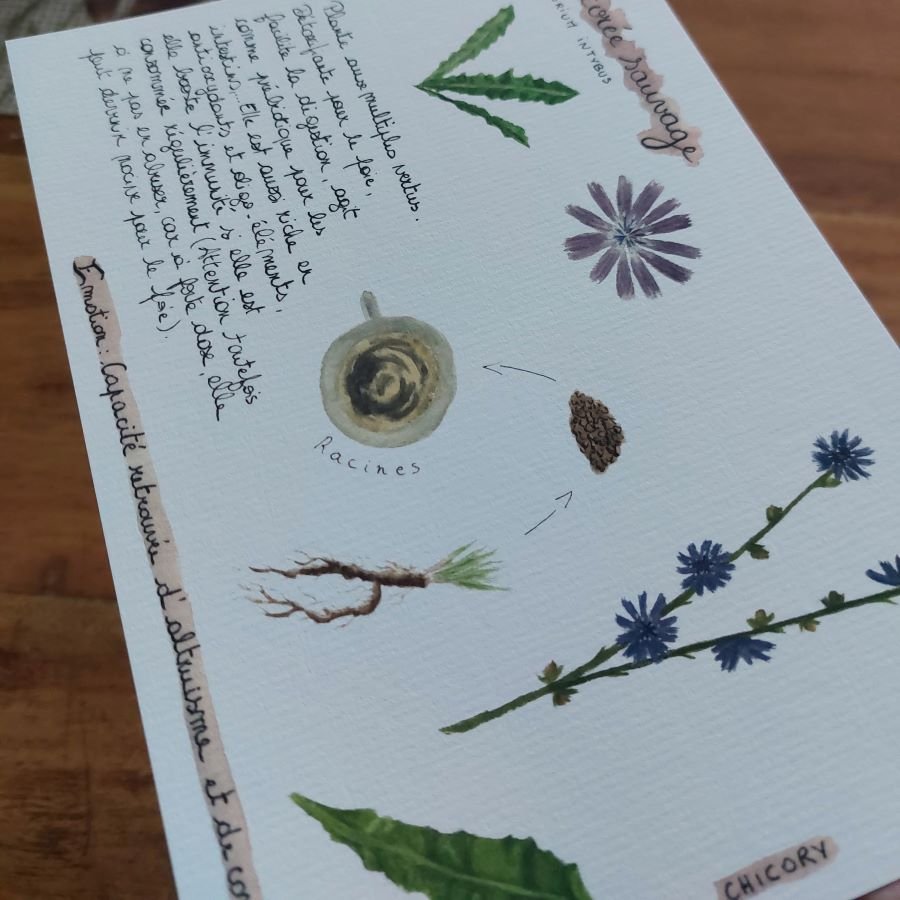 planche chicory