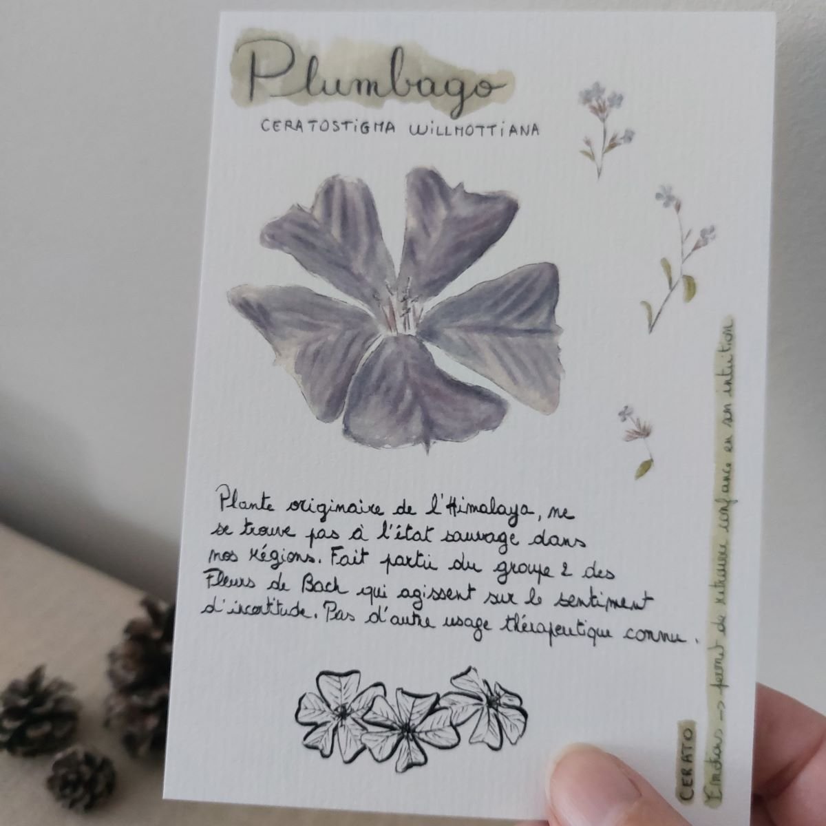 carte centaury (copie)