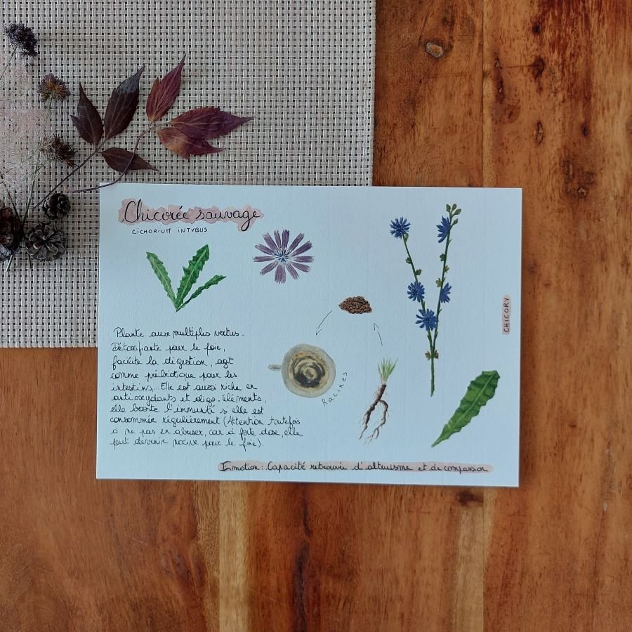 planche chicory